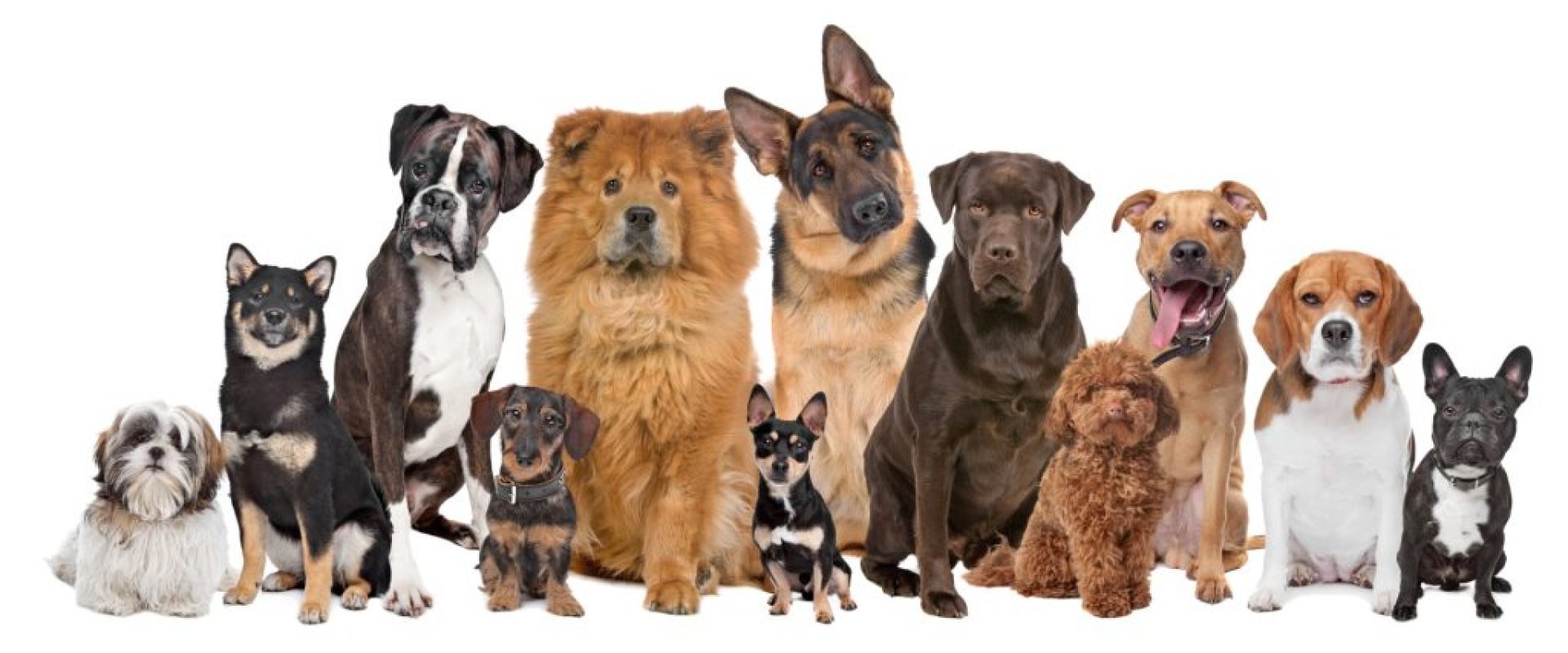 Most Popular Dog Breeds in the UK