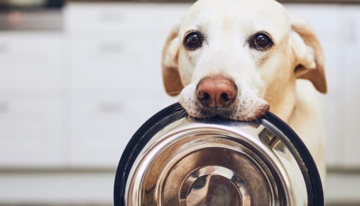 Pet Wellness, Nutrition, and Care Tips