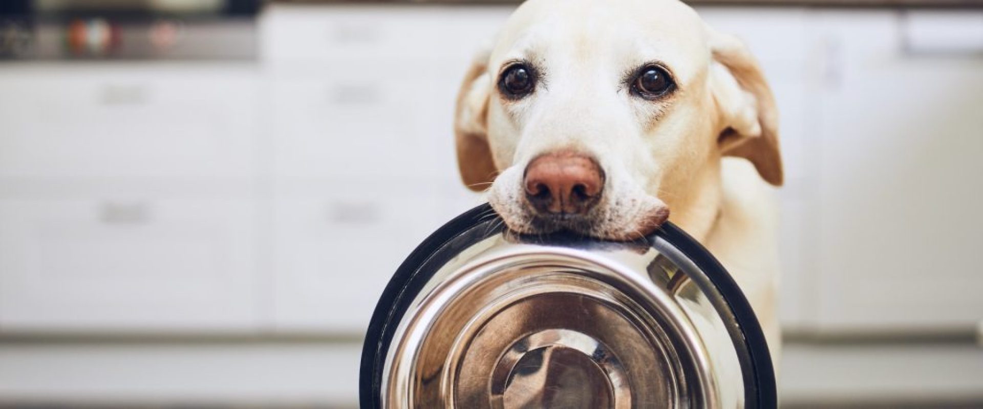 Pet Wellness, Nutrition, and Care Tips