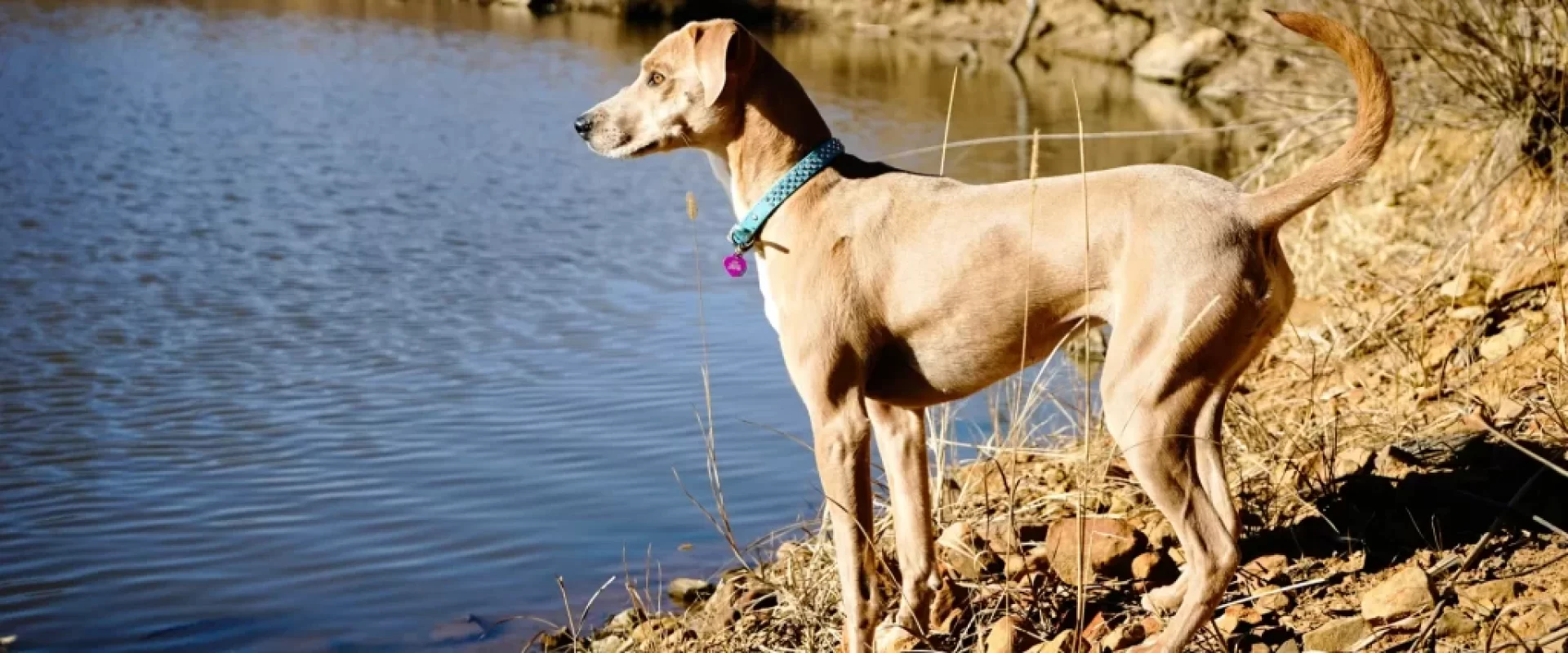 Understanding Dog Body Language: Key Signals and What They Mean