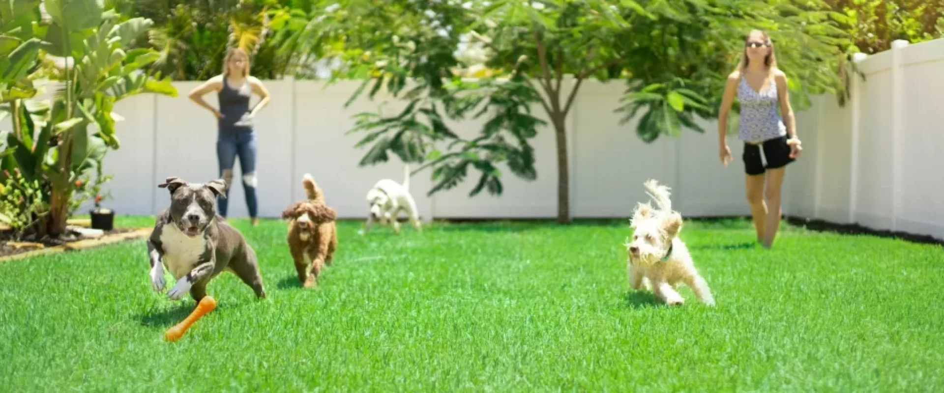 Benefits of Dog Daycare