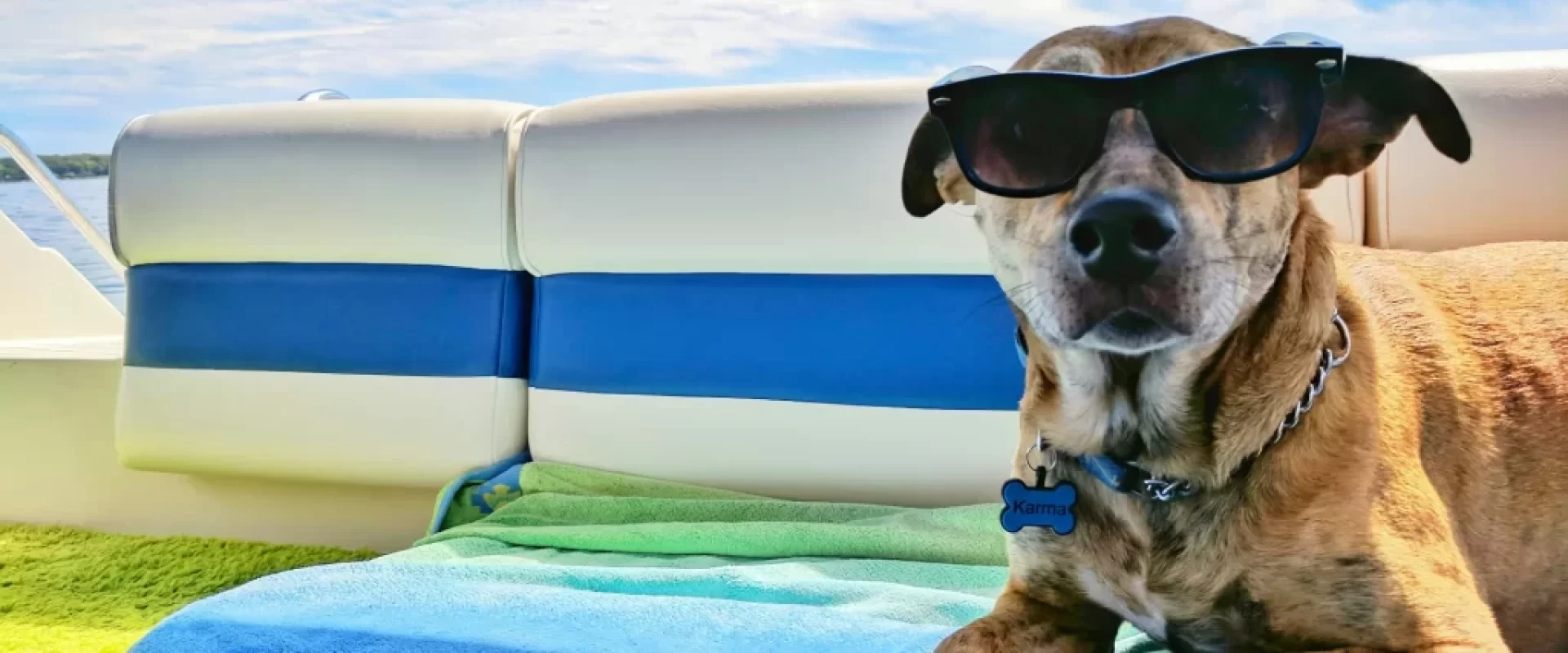 7 Tips to Keep Your Dog Cool During the Summer