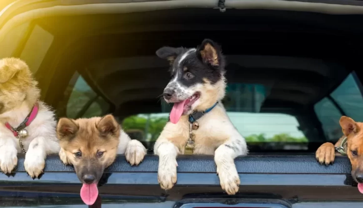 Happy doggies in the car