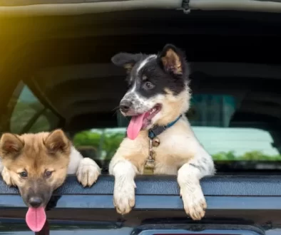Happy doggies in the car