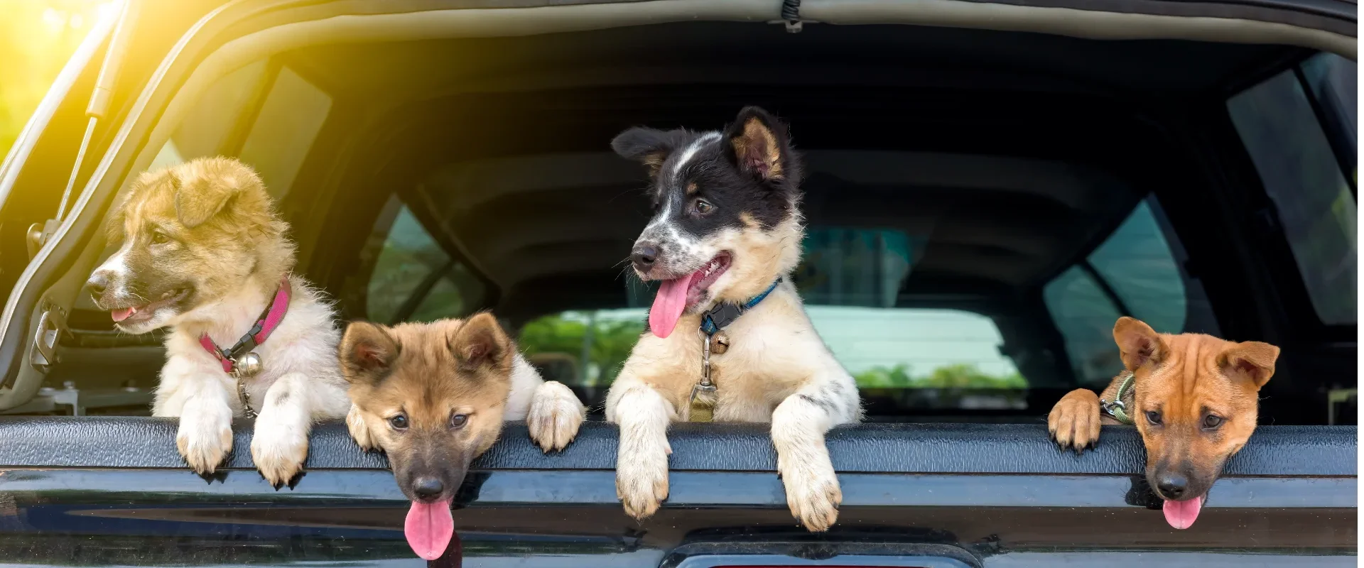 Happy doggies in the car