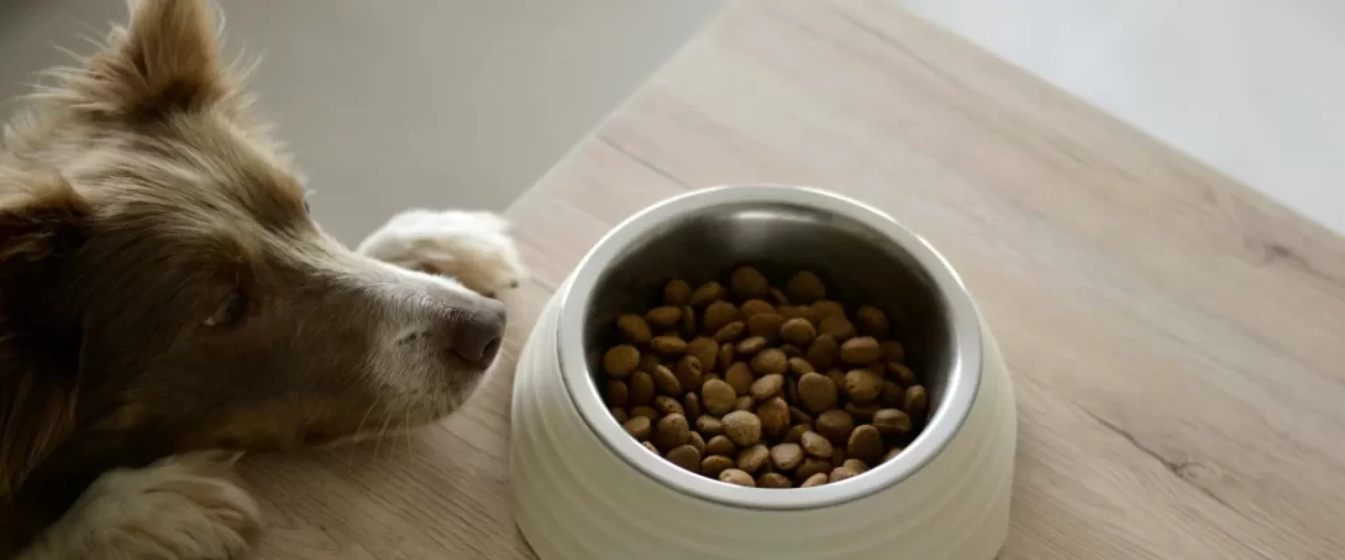 Choosing the Right Food for Your Dog