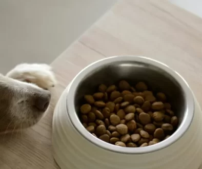 Choosing the Right Food for Your Dog