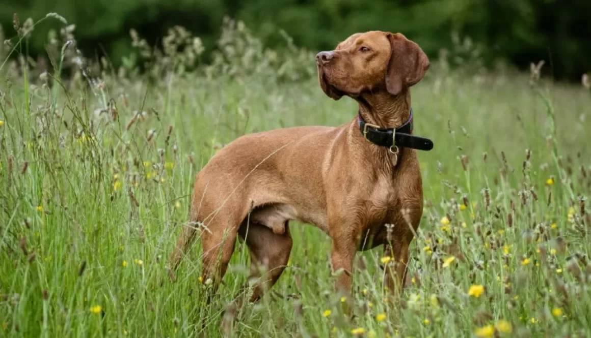 High-Prey-Drive Dogs