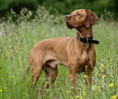 High-Prey-Drive Dogs