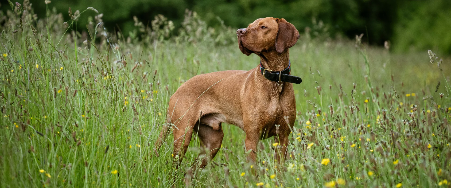 High-Prey-Drive Dogs