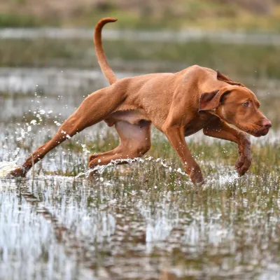 For Beagles, Spaniels, Vizslas, and every other breed built to chase, I offer specialist off-lead training using modern remote collars - used correctly as a precise, gentle communication tool, not a punishment. This is my deepest specialism, born from my own experience with high-drive Beagles. Off-lead freedom is achievable for even the most driven dogs, with the right approach and the right foundations.