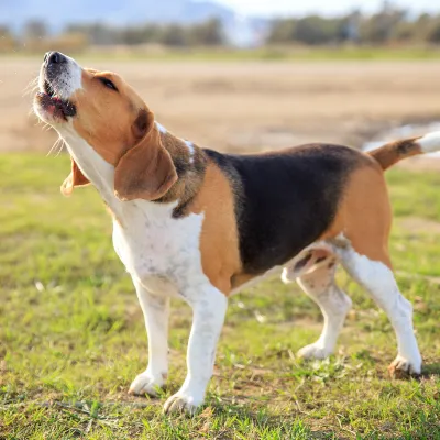 Excessive barking, reactivity, separation anxiety, fearfulness - these aren't personality flaws. They're emotional responses, and every one of them has a root cause. I use science-led techniques including desensitisation and positive reinforcement to help your dog feel genuinely safer and more confident, not just suppressed. When the emotion changes, the behaviour follows.
