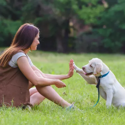 The best time to start training is the day your puppy comes home. Early foundations prevent around 90% of adult behaviour problems - and make the whole journey more enjoyable for both of you. I'll get you started on the right foot from day one, building confidence, focus, and manners in a way that's fun, kind, and built to last.