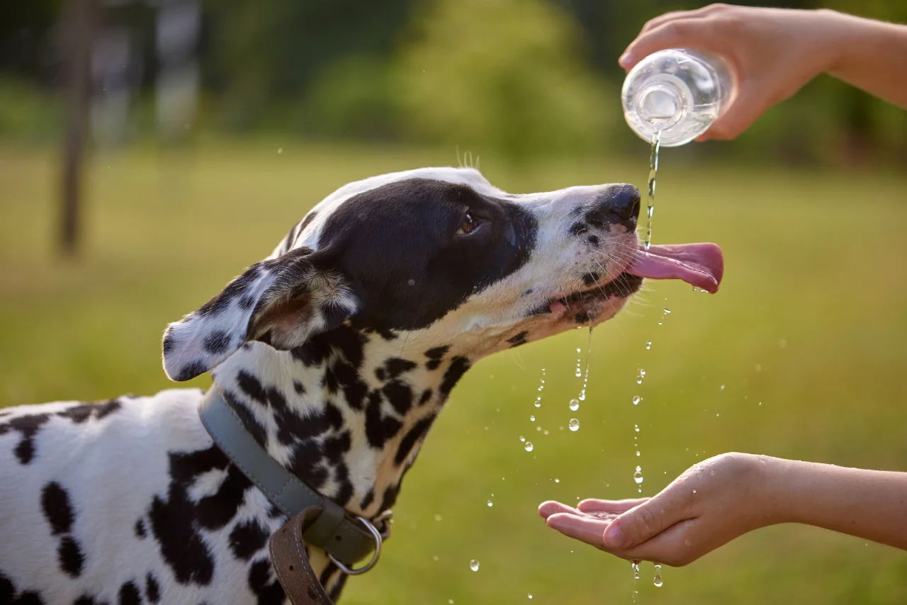 Dog drinking