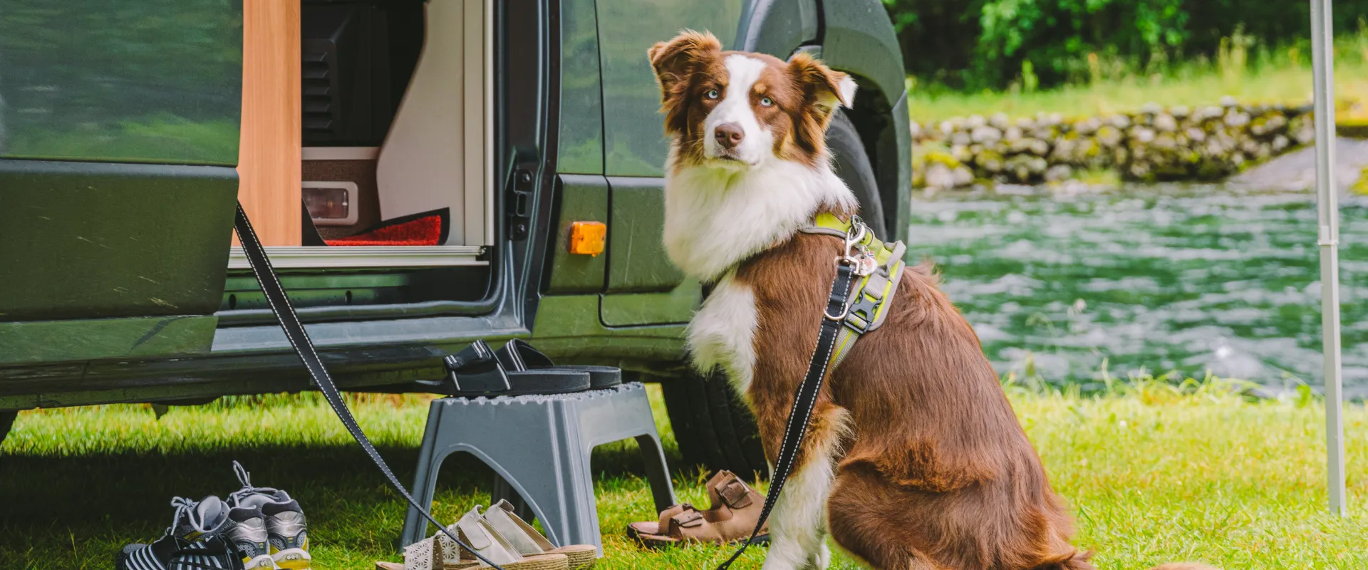 The European Dog Travel Rule- Where Muzzles are Mandatory