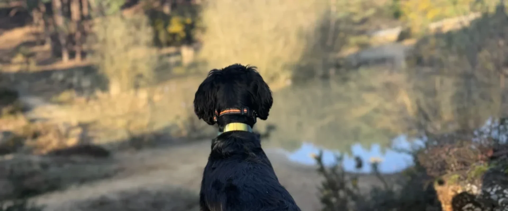 A black cockapoo standing on a gravel path, looking out over a woodland pond surrounded by pine trees