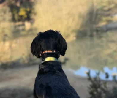A black cockapoo standing on a gravel path, looking out over a woodland pond surrounded by pine trees