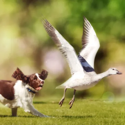 Dog chasing geese